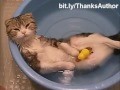 Funny cats in water, EPIC