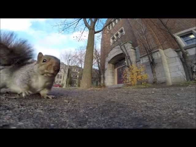 Scoiattolo trova una webcam GoPro e la porta al sicuro sull'albero